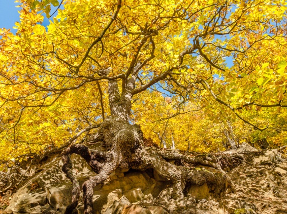 Gnarly oak with mighty roots, yellow autumn foliage  #! - Knorrige Eiche mit mächtigen Wurzeln, gelbes Herbstlaub #1