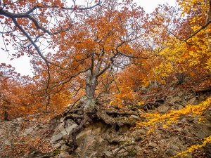 Gnarly oak with mighty roots, red autumn foliage  #2-  Knorrige Eiche mit mächtigen Wurzeln, rotes Herbstlaub #2